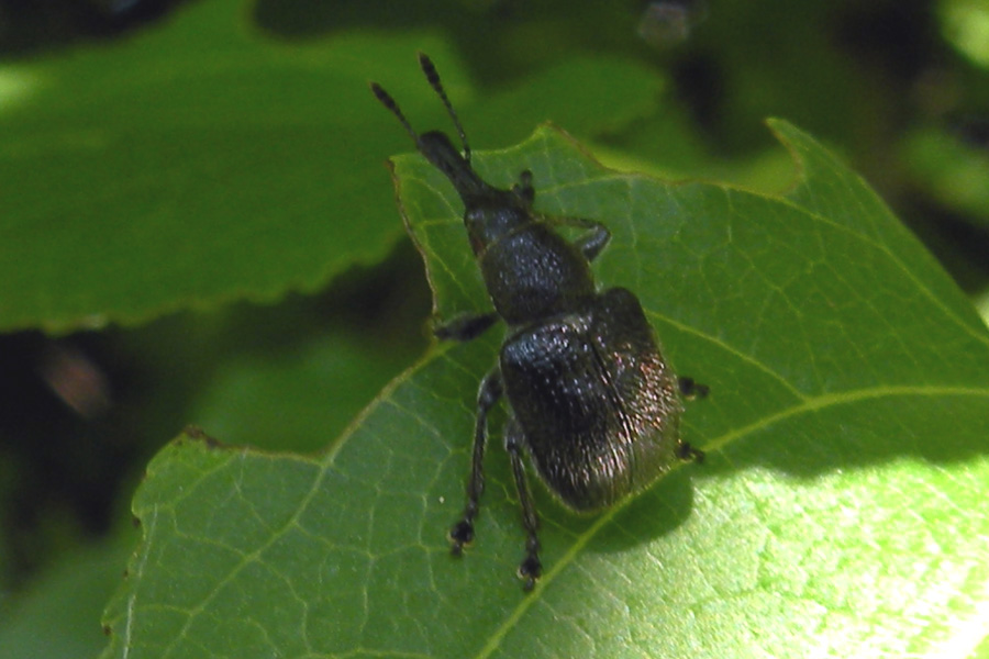 Rhynchitidae: Rhynchites sp.